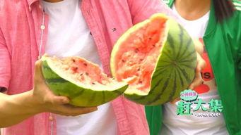 莎头队员吃瓜,揭秘娱乐圈幕后故事