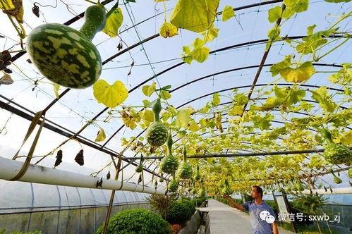 绍兴越城区吃瓜,夏日吃瓜指南，尽享清凉时光