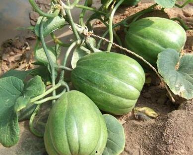 传到民国吃瓜,吃瓜群众的趣味生活与时代变迁