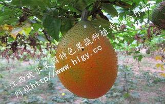 吃瓜吃瓜天堂,网络热词背后的娱乐狂欢