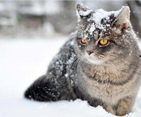 带你吃瓜鼬科,鼬科家族中的“吃瓜高手”