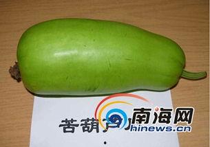 海南葫芦瓜咋吃,海南葫芦瓜的多样食法探索