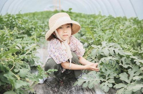 吃瓜群众来摘瓜啦