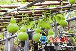 吃葫芦瓜直播,葫芦瓜美食之旅，尽享田园风味