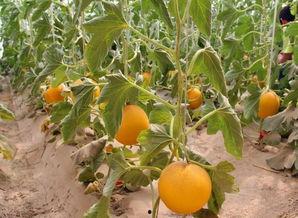 蜜瓜晚上吃,晚间蜜瓜的养生之道