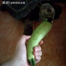 梦见种地吃瓜,种地吃瓜的奇幻之旅