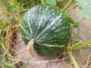 北方大角瓜老的怎么吃,传统美味新体验