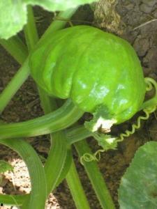 蜗牛吃葫芦瓜叶