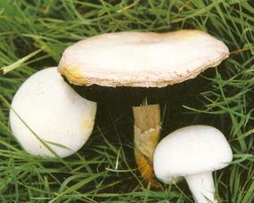 蘑菇资源在线吃瓜,探索美味与健康的食界新天地