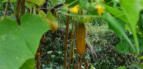 老黄吃瓜,揭秘娱乐圈背后的那些事儿