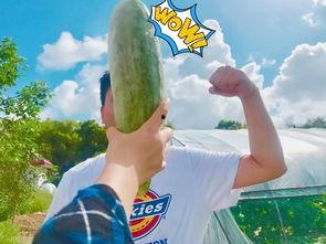 吃瓜吃的饱饱的,饱览娱乐圈风云，尽享八卦盛宴