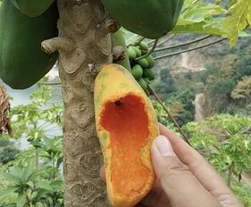 鸟鸟吃瓜,鸟鸟视角下的瓜界风云