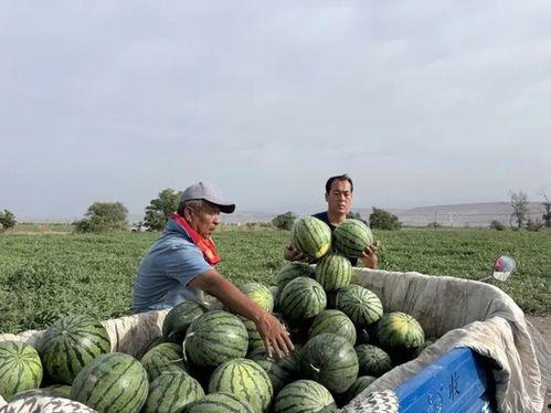 南门中路吃瓜事件,一场引发热议的街头冲突揭秘