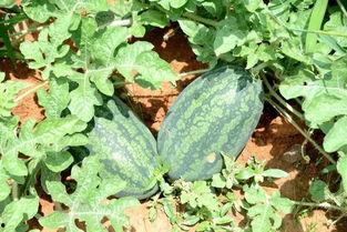 东北主播吃瓜,揭秘娱乐圈幕后风云