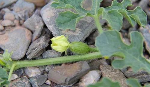 田里拔草吃瓜图片真实,田间拔草尝鲜，瓜果飘香夏日乐