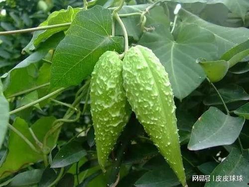 老滕吃瓜中,揭秘娱乐圈幕后故事