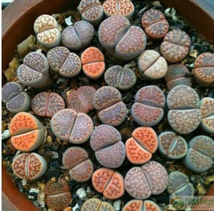 椰子壳花花吃瓜,揭秘热带风情美食之旅