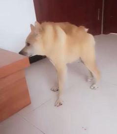 残疾狗狗吃瓜,传递温暖与希望