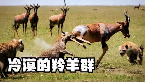 羊群和吃瓜群众,羊群效应与吃瓜群众的集体智慧